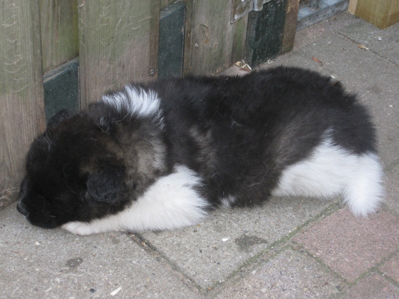 Puppies